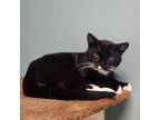 Adopt Brantingham a Domestic Short Hair