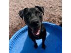 Adopt Dave a Black Labrador Retriever