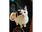 Adopt Cecil a Domestic Short Hair