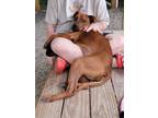 Adopt Maximus a Terrier, Mixed Breed