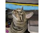 Adopt Leo a Domestic Short Hair