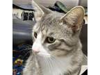 Adopt Jace a Domestic Short Hair