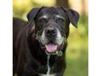 Adopt Conan a Black Labrador Retriever, Mixed Breed