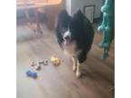 Adopt Wicket a Mixed Breed