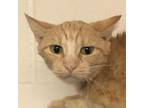 Adopt Tippy a Domestic Medium Hair