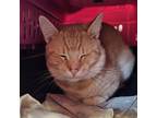 Adopt Sneakers a Domestic Short Hair