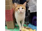 Adopt Tappy a Domestic Short Hair