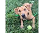 Adopt Odin a Mixed Breed