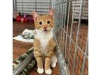 Adopt Philip J. Schuyler a Domestic Short Hair