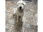 Adopt Odell a Great Pyrenees, Terrier