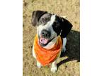 Adopt Giani a Hound, Mixed Breed