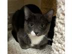 Adopt Chunky Monkey a Domestic Short Hair