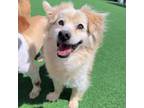 Adopt Su-Bak a Papillon