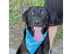 Adopt Wesley a Black Labrador Retriever, Mixed Breed