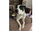Adopt Frank a Pit Bull Terrier, Mixed Breed