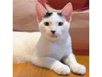 Adopt Shifu a Domestic Short Hair