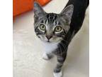 Adopt Amazon a Domestic Medium Hair