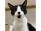 Adopt Wade a Domestic Short Hair