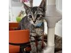 Adopt Zag a Domestic Short Hair