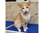 Adopt Opossum a Domestic Short Hair