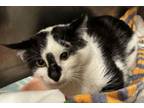 Adopt Dennis a Domestic Short Hair