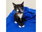 Adopt Charger a Domestic Short Hair