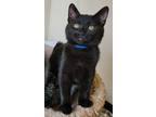 Adopt Gizmo a Domestic Short Hair