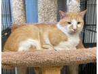 Adopt Merlin a Domestic Short Hair
