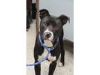 Adopt Tuck a Pit Bull Terrier