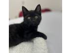 Adopt Bumblebee a Domestic Medium Hair