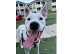 Adopt Alvie a Pit Bull Terrier, Mixed Breed
