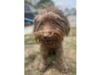 Adopt Lorax a Poodle, Mixed Breed