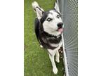 Adopt Tupac a Siberian Husky, Mixed Breed