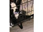 Adopt Buzz a Labrador Retriever, Husky