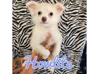 Adopt Howlite a Spitz