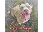 Adopt Bruce Wayne a Pit Bull Terrier