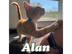Adopt Alan a Domestic Short Hair