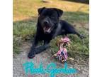Adopt Flash Gordon a Chow Chow, Labrador Retriever