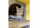Adopt Fletcher a Domestic Short Hair