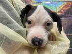 Adopt Gunner a Mixed Breed