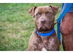 Adopt Brownie a Mixed Breed