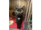 Adopt Fish a Domestic Short Hair