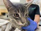 Adopt Petey a Domestic Short Hair