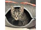 Adopt Lenny a Domestic Short Hair
