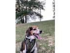 Adopt Chase a Beagle