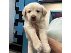 Adopt Jax a Labrador Retriever, Great Pyrenees