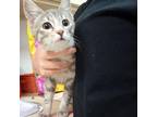 Adopt Clarice a Domestic Short Hair