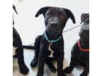 Adopt Dos a Mixed Breed