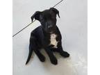 Adopt Tres a Mixed Breed