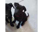 Adopt Uno a Mixed Breed